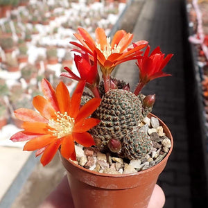 Rebutia Condorensis