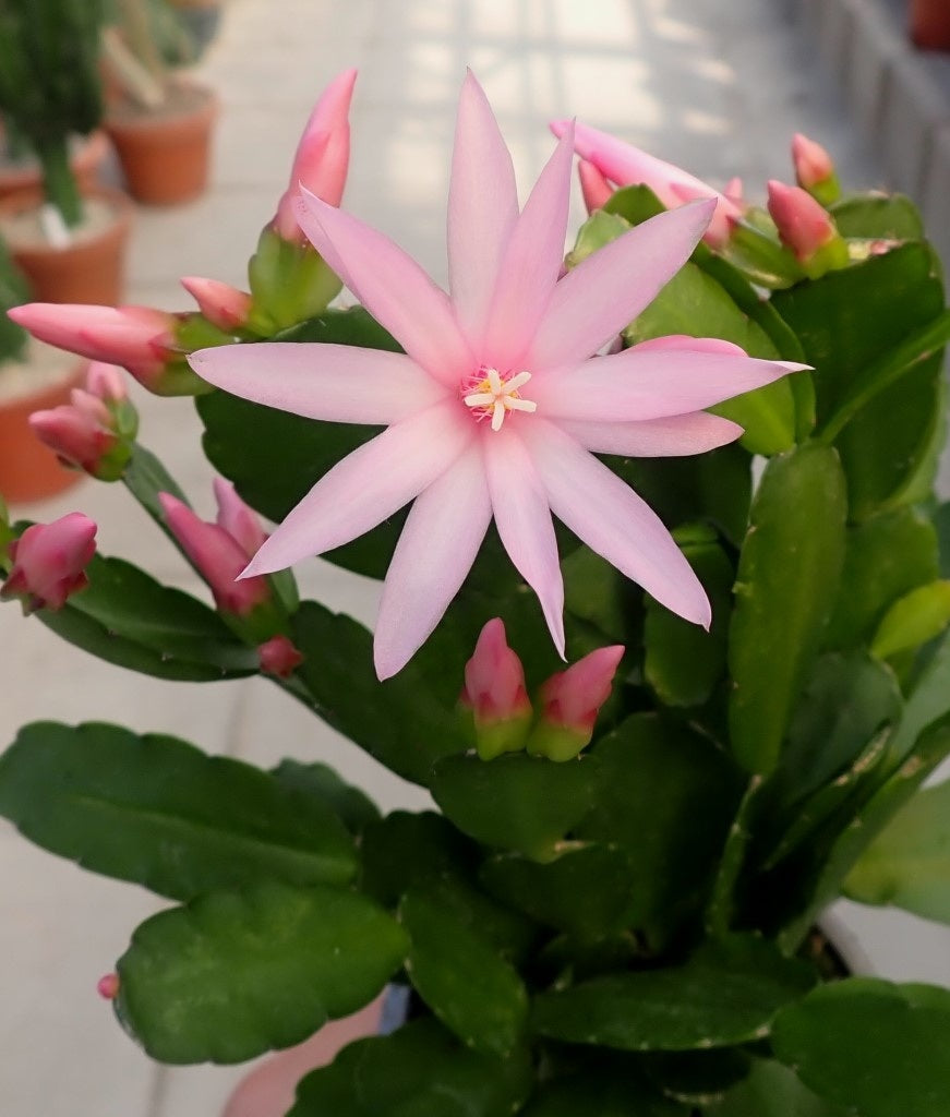 Cactusul Pastelui/Rhipsalidopsis roz pal