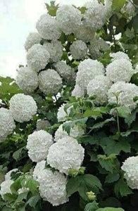 Calin/Viburnum