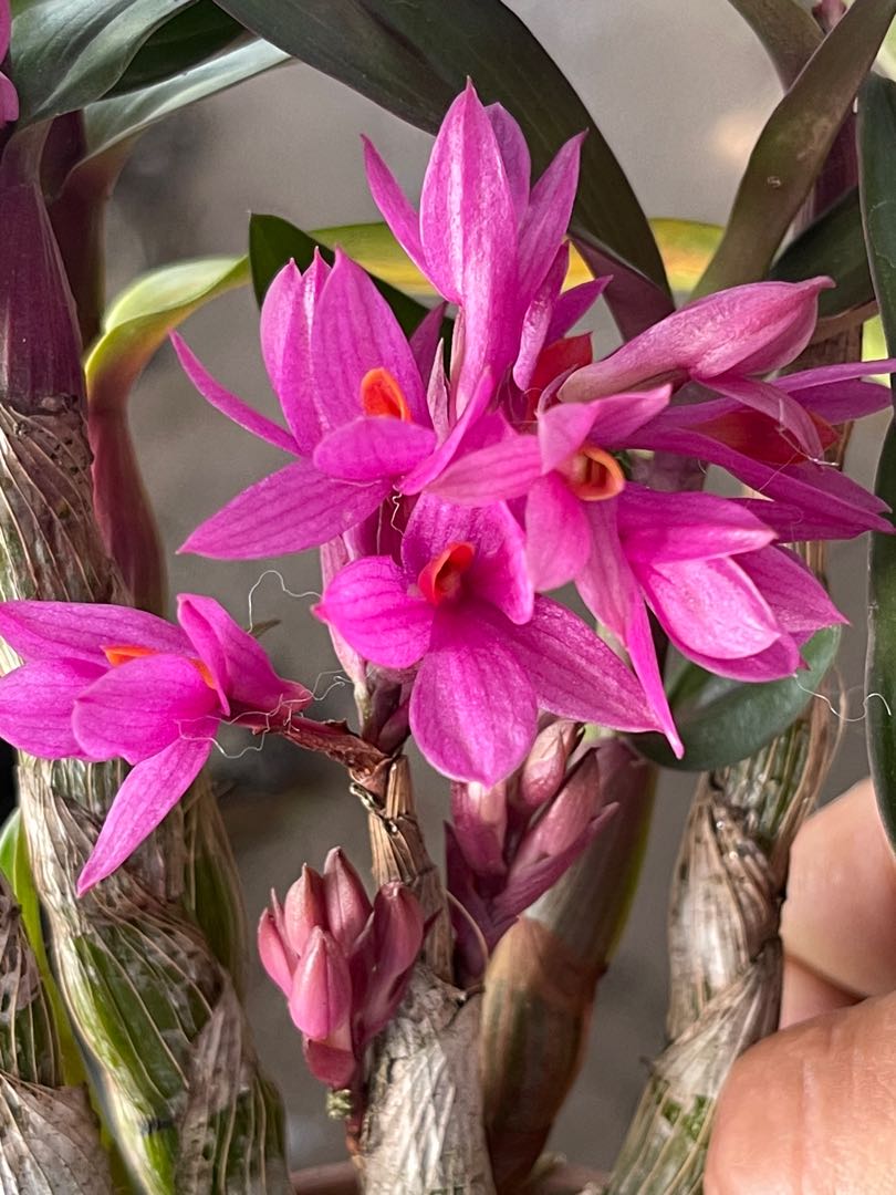Dendrobium Hibiki